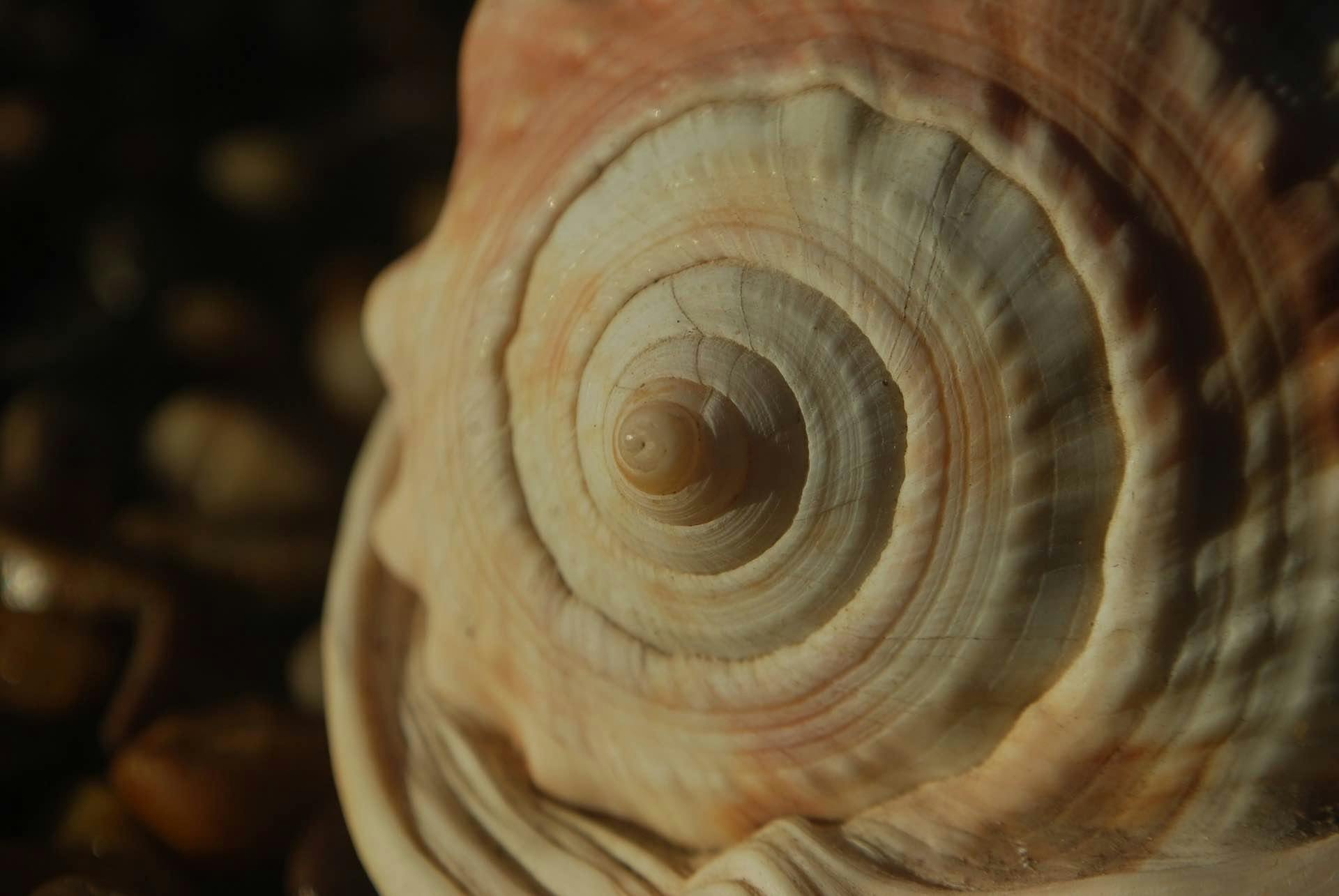 A shell resembling the Fibinacci spiral